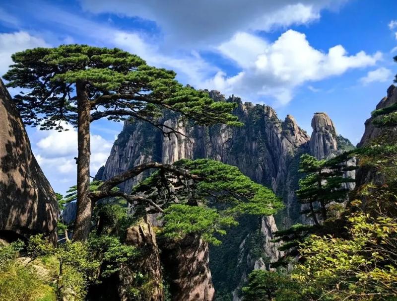 Huangshan Welcoming Pine