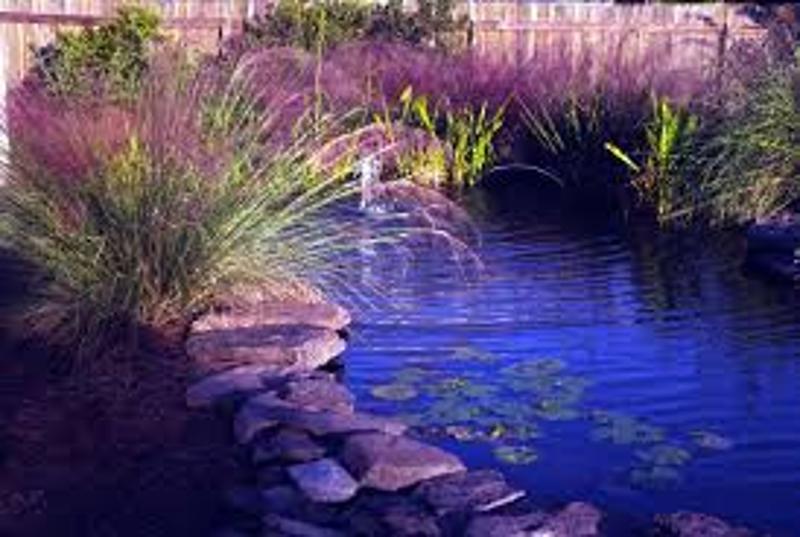 Purple Grass Pond