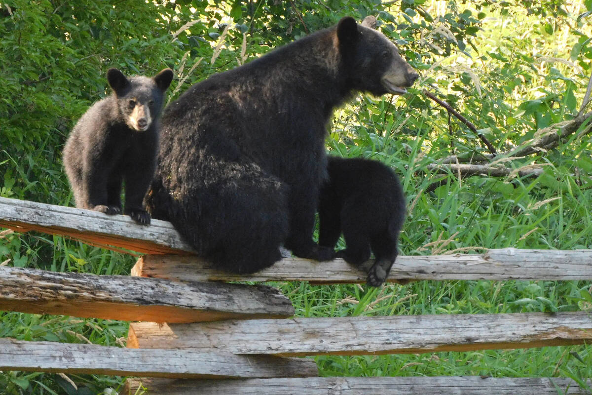 Are there bears in Golden Ears Park?