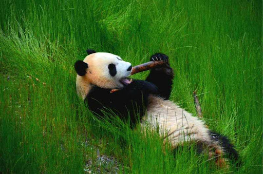 Are there pandas in Jiuzhaigou?