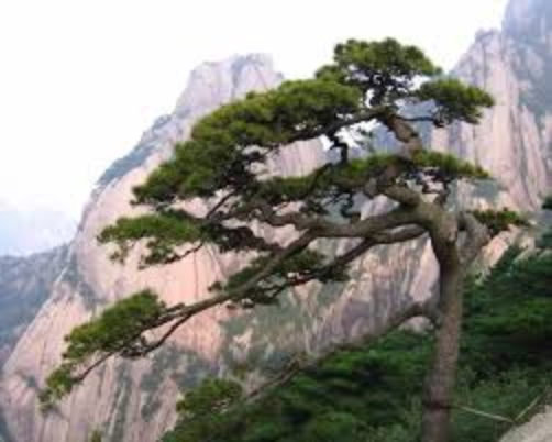 Cultural significance and symbol of the Welcoming Pine of Huangshan