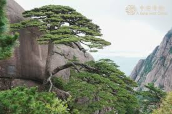 Geographic location and scenic information of the Welcoming Pine of Huangshan