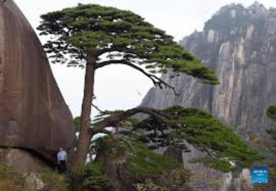 History and legend of the Welcoming Pine of Huangshan