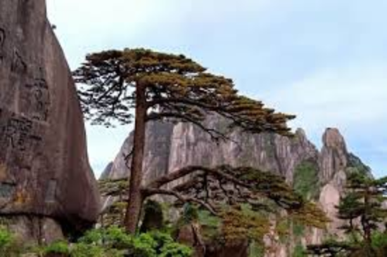 Introduction to the Welcoming Pine of Huangshan