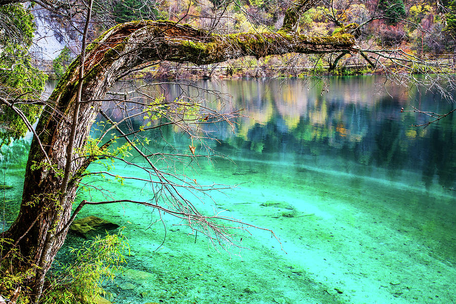 Jiuzhaigou Panda Lake