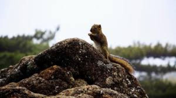 What animals are in the Huangshan Mountains?