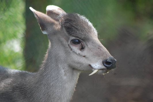 What animals live in Jiuzhaigou Valley?