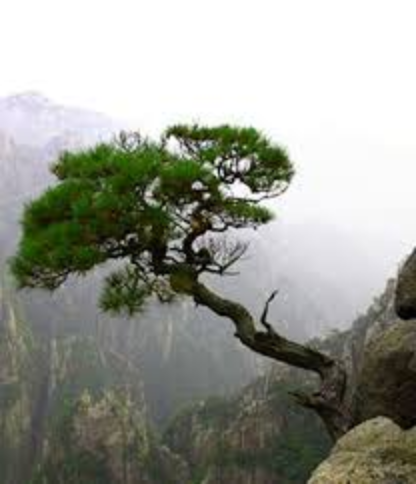 What does the Huangshan pine tree symbolize?