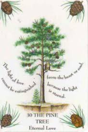 What does the pine tree symbolize in Christianity?