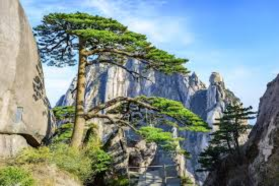 What is the most famous tree in China?