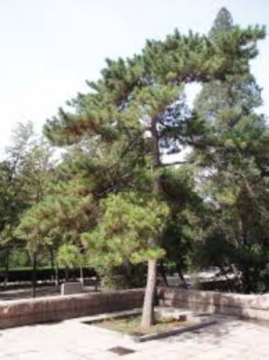 What is the name of the Chinese pine tree?