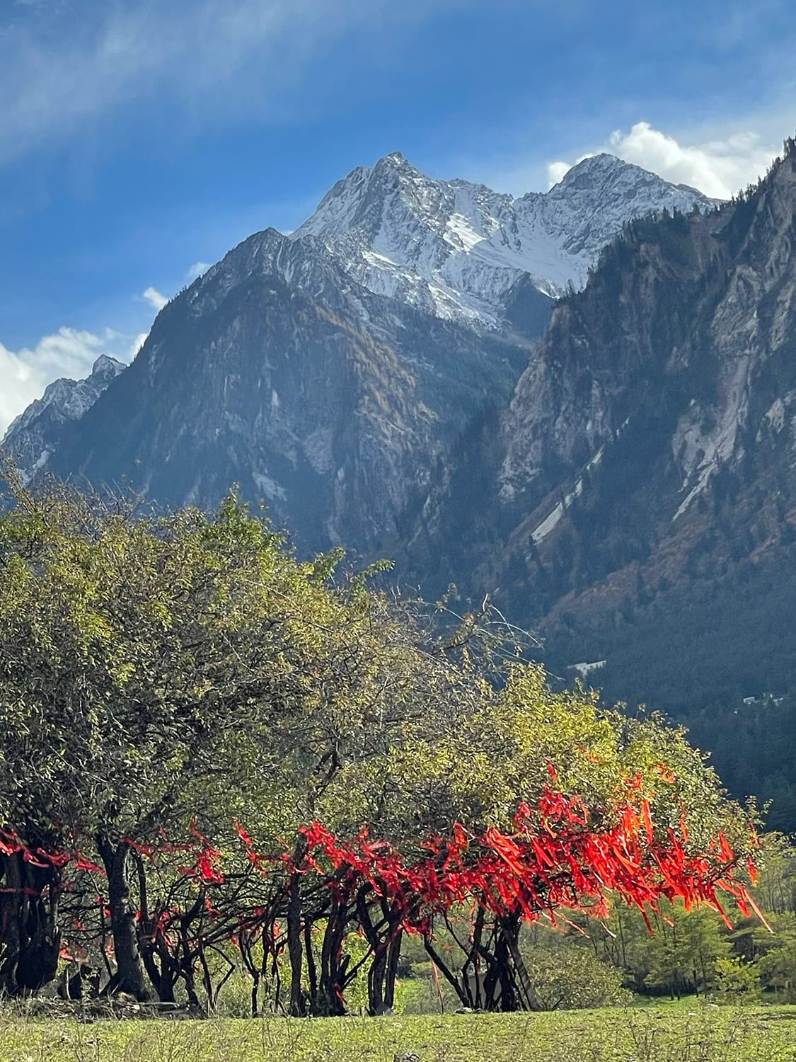 What plants are in Jiuzhaigou National Park?